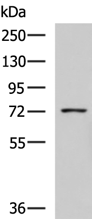 Anti-beta Glucuronidase Rabbit Polyclonal Antibody