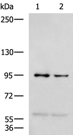 Anti-NVL Rabbit Polyclonal Antibody