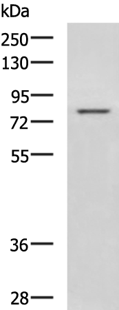 Anti-DHX58 Rabbit Polyclonal Antibody