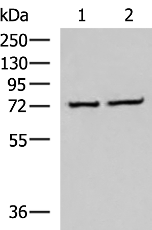 Anti-CSTF3 Rabbit Polyclonal Antibody