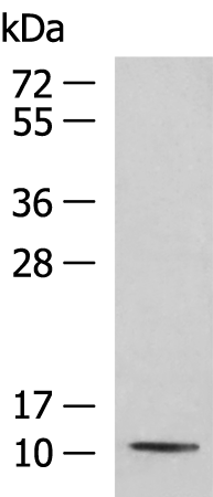 Anti-PCBD1 Rabbit Polyclonal Antibody