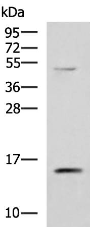 Anti-PHPT1 Rabbit Polyclonal Antibody