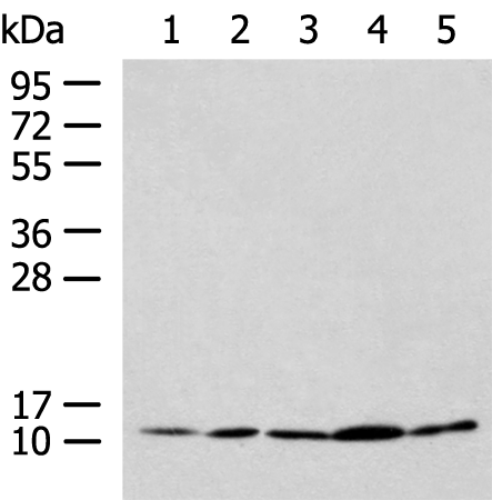 Anti-PAM16 Rabbit Polyclonal Antibody