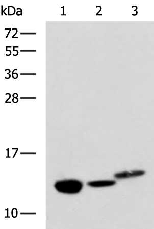 Anti-RIDA Rabbit Polyclonal Antibody