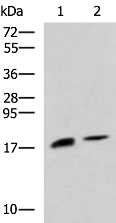 Anti-RNase 1 Rabbit Polyclonal Antibody