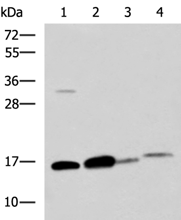 Anti-ZG16 Rabbit Polyclonal Antibody