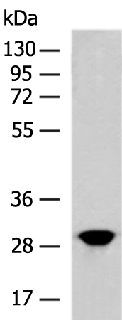 Anti-HYI Rabbit Polyclonal Antibody