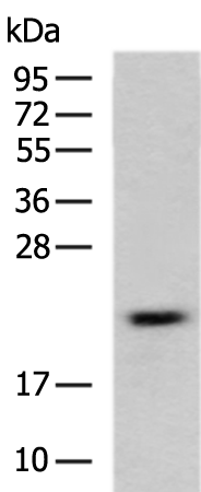 Anti-MED30 Rabbit Polyclonal Antibody