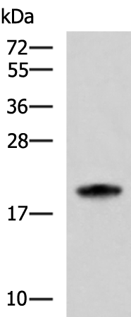 Anti-MRPS28 Rabbit Polyclonal Antibody
