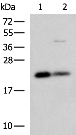 Anti-CSRP2 Rabbit Polyclonal Antibody