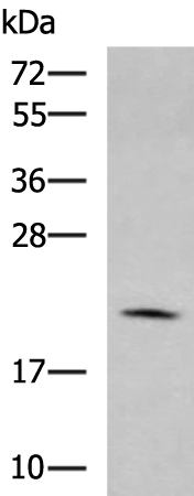Anti-MARCKSL1 Rabbit Polyclonal Antibody