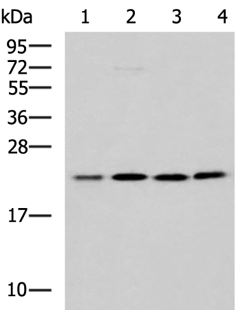 Anti-MRPL40 Rabbit Polyclonal Antibody