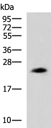 Anti-Clathrin Light Chain B Rabbit Polyclonal Antibody