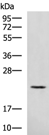 Anti-Rab39A Rabbit Polyclonal Antibody