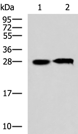 Anti-CCDC134 Rabbit Polyclonal Antibody