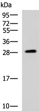 Anti-PAFAH1B3 Rabbit Polyclonal Antibody