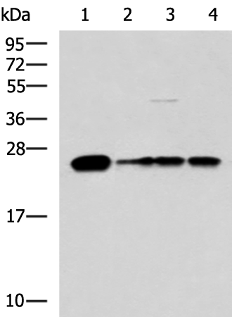 Anti-MMAB Rabbit Polyclonal Antibody
