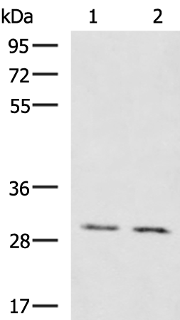 Anti-KRCC1 Rabbit Polyclonal Antibody