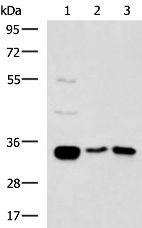 Anti-MLF1 Rabbit Polyclonal Antibody