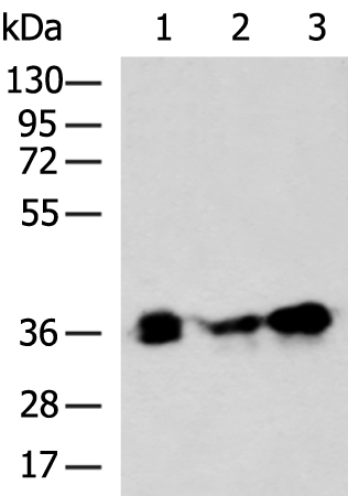 Anti-PYCR2 Rabbit Polyclonal Antibody