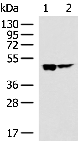 Anti-HSDL2 Rabbit Polyclonal Antibody