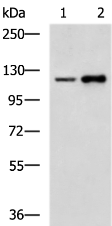Anti-EMILIN1 Rabbit Polyclonal Antibody