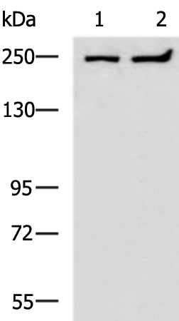 Anti-HEATR1 Rabbit Polyclonal Antibody