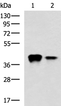 Anti-THOC3 Rabbit Polyclonal Antibody