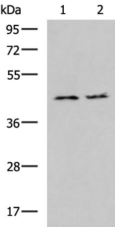 Anti-MAPKAP Kinase 3 Rabbit Polyclonal Antibody