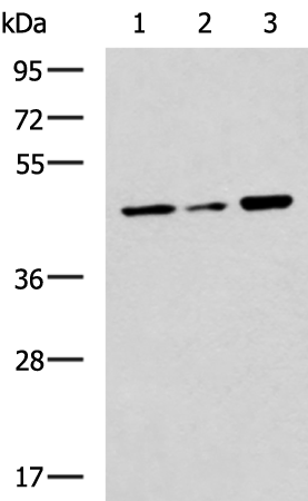Anti-SLC30A3 Rabbit Polyclonal Antibody