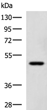 Anti-SNIP1 Rabbit Polyclonal Antibody