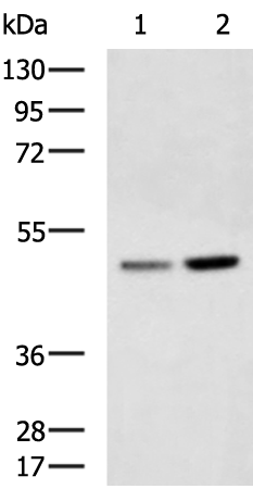 Anti-MYLIP Rabbit Polyclonal Antibody