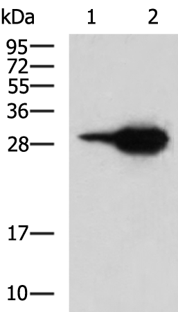 Anti-FKBP3 Rabbit Polyclonal Antibody