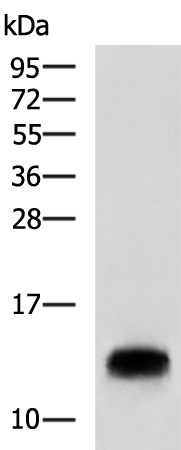 Anti-CMC1 Rabbit Polyclonal Antibody