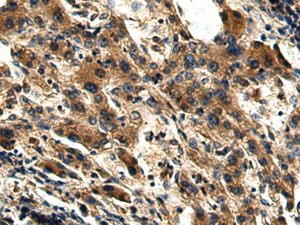 Anti-DUSP15 Rabbit Polyclonal Antibody