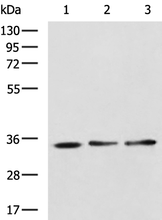 Anti-DUSP15 Rabbit Polyclonal Antibody