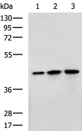 Anti-MTG2 Rabbit Polyclonal Antibody