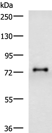 Anti-GALNT3 Rabbit Polyclonal Antibody