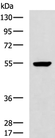 Anti-GBA3 Rabbit Polyclonal Antibody