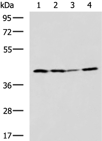 Anti-ENDOGL1 Rabbit Polyclonal Antibody