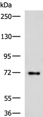 Anti-TTLL10 Rabbit Polyclonal Antibody