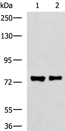 Anti-FBXO34 Rabbit Polyclonal Antibody