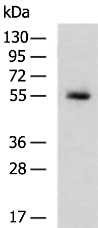 Anti-HspA13 Rabbit Polyclonal Antibody