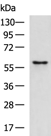 Anti-FMO2 Rabbit Polyclonal Antibody