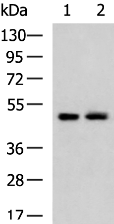 Anti-ATXN10 Rabbit Polyclonal Antibody