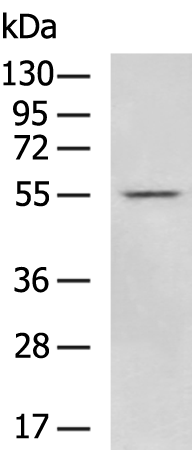 Anti-Myocilin Rabbit Polyclonal Antibody