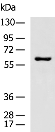 Anti-TOE1 Rabbit Polyclonal Antibody