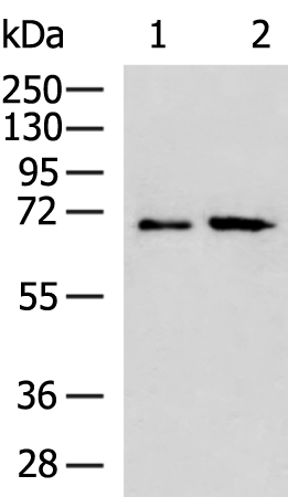 Anti-RPUSD2 Rabbit Polyclonal Antibody
