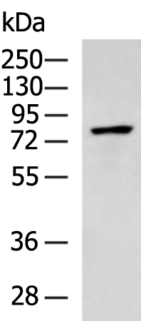 Anti-SP110 Rabbit Polyclonal Antibody