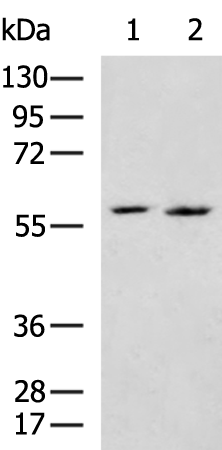 Anti-TUG Rabbit Polyclonal Antibody
